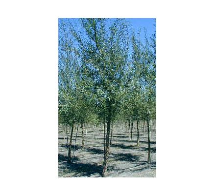 White Willow Bark, tincture - 4oz (118.3ml)