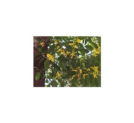 Ylang Ylang (Cananga odorata) - 30ml